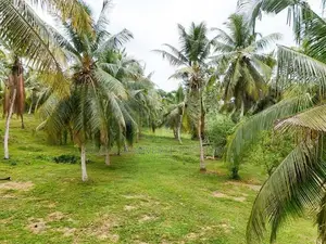 Prime Bolgoda Riverfront Land for Sale in Panadura