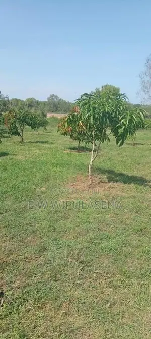 40 PERCH LAND FOR SALE in HAMBANTOTA