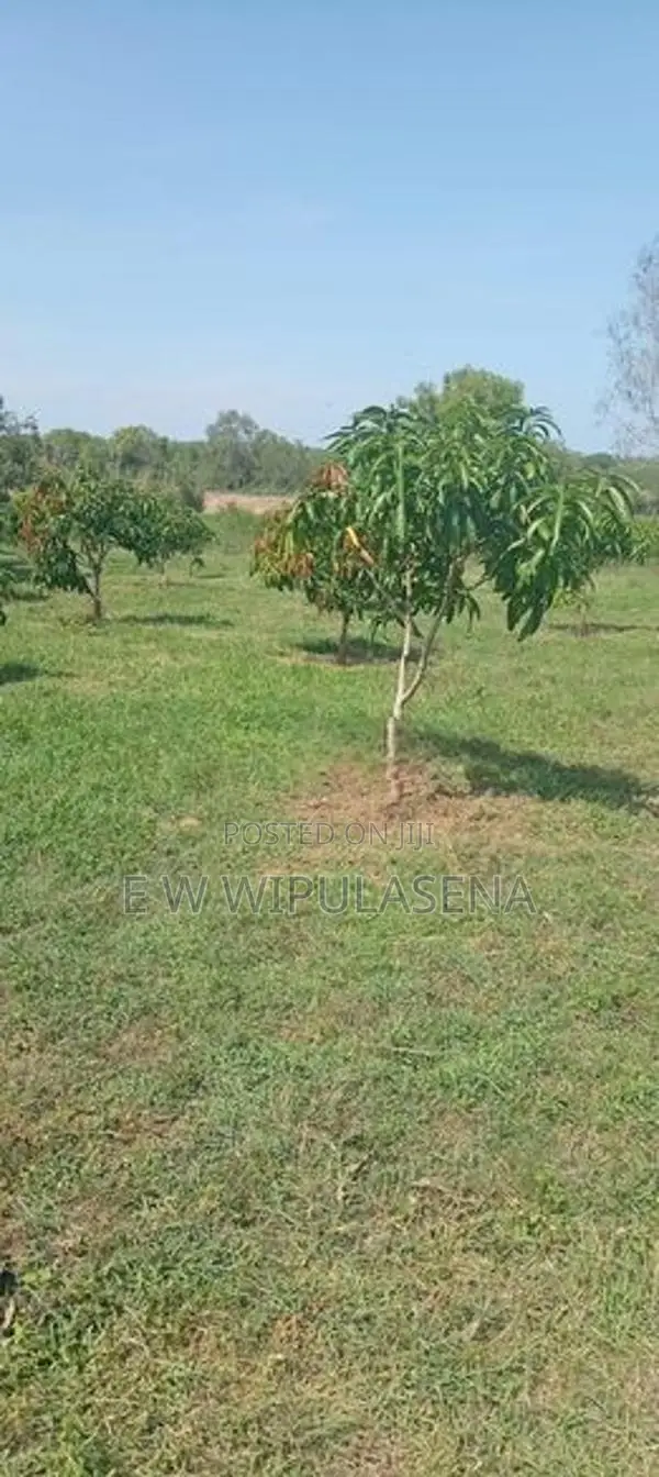 40 PERCH LAND FOR SALE in HAMBANTOTA