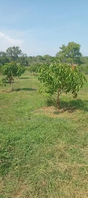 40 PERCH LAND FOR SALE in HAMBANTOTA