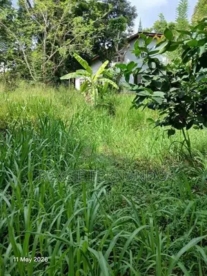 bear land