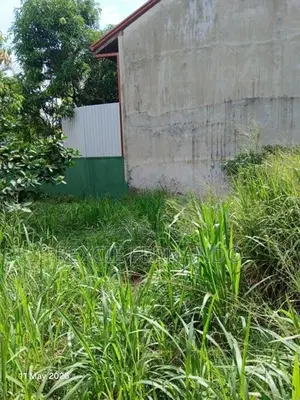 bear land