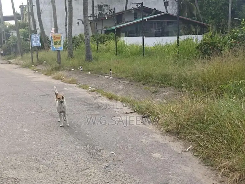 Land for Sale Seeduwa Liyanagamlla HPT Colombo Negambo main road 200mt