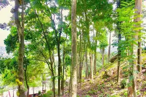 හැටන් - කොළඹ ප්‍රධාන පාරට මුහුණලා නිවසක් සමග ඉඩමක්