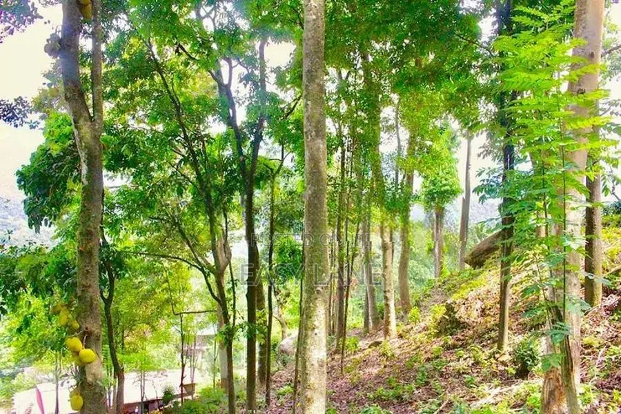 හැටන් - කොළඹ ප්‍රධාන පාරට මුහුණලා නිවසක් සමග ඉඩමක්