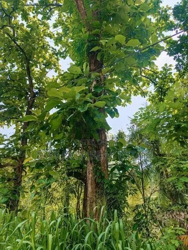 නිට්ටඹුව – රුවන්වැල්ල ප්‍රධාන පාරට සෘජුවම මායිම් ඉඩමක්