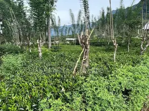Estate for Sale in Badulla
