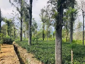 Estate for Sale in Badulla