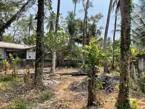ගම්පහ ඉඳිගොල්ල Royal Institute එකට පයින් යන දුරින් වටිනා බිම් කොටසක්