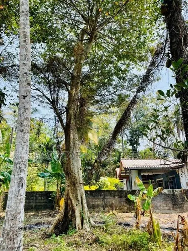ගම්පහ ඉඳිගොල්ල Royal Institute එකට පයින් යන දුරින් වටිනා බිම් කොටසක්
