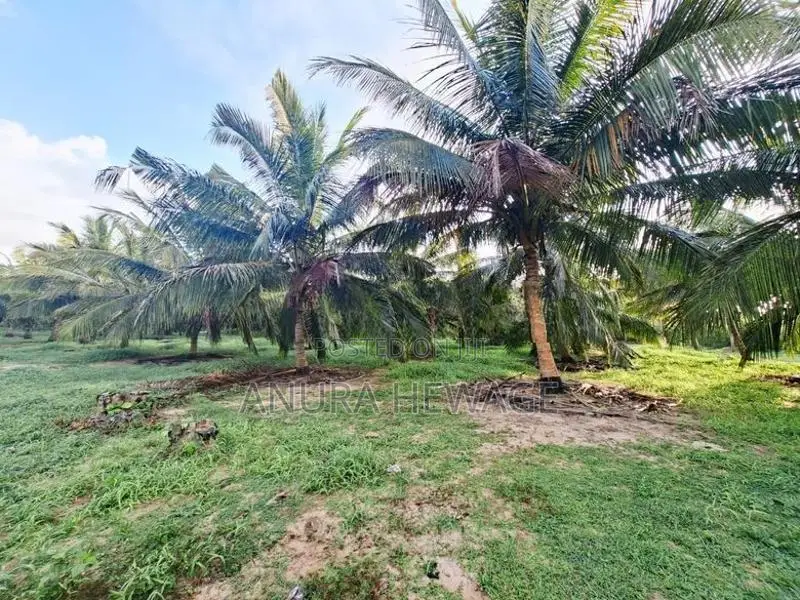Coconut, Mango, Teak Cultivated Land for Sale Puttalam. (ID : PTLM001)
