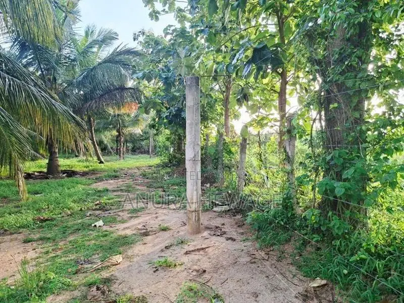 Coconut, Mango, Teak Cultivated Land for Sale Puttalam. (ID : PTLM001)