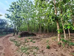 Coconut, Mango, Teak Cultivated Land for Sale Puttalam. (ID : PTLM001)