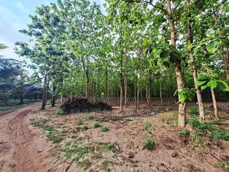 Coconut, Mango, Teak Cultivated Land for Sale Puttalam. (ID : PTLM001)
