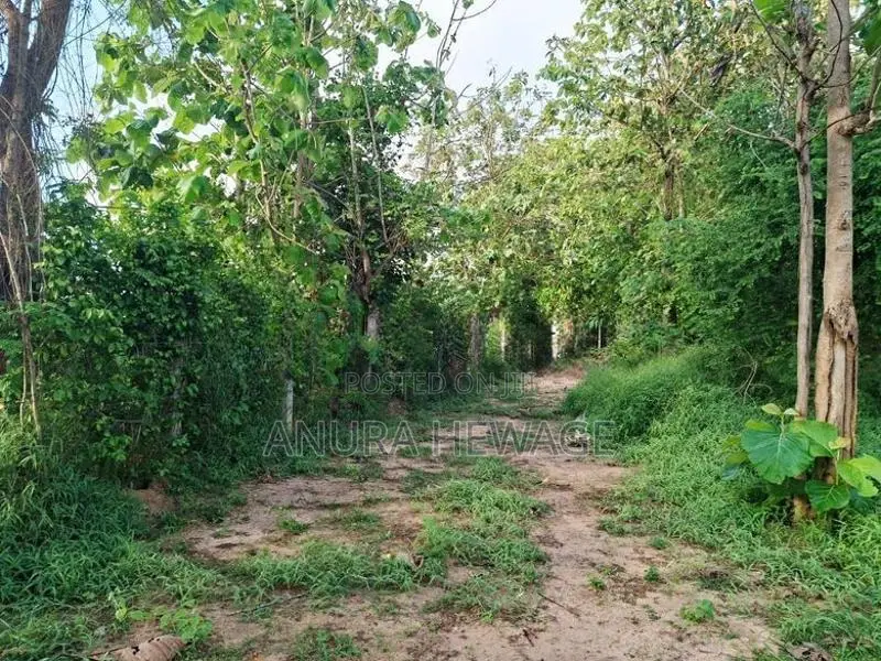 Coconut, Mango, Teak Cultivated Land for Sale Puttalam. (ID : PTLM001)