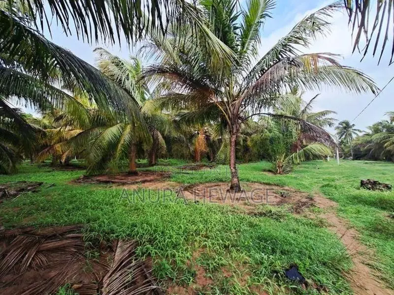 Coconut, Mango, Teak Cultivated Land for Sale Puttalam. (ID : PTLM001)