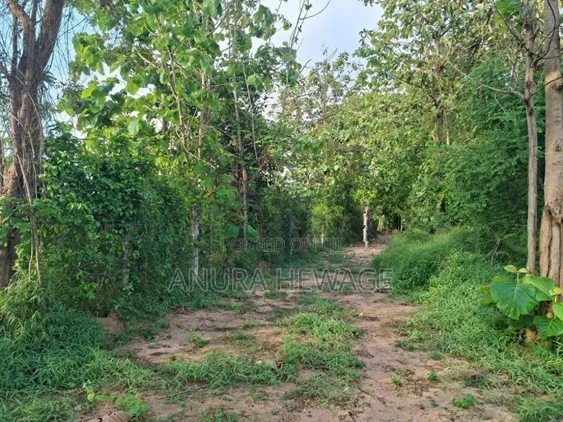 Coconut, Mango, Teak Cultivated Land for Sale Puttalam. (ID : PTLM001)