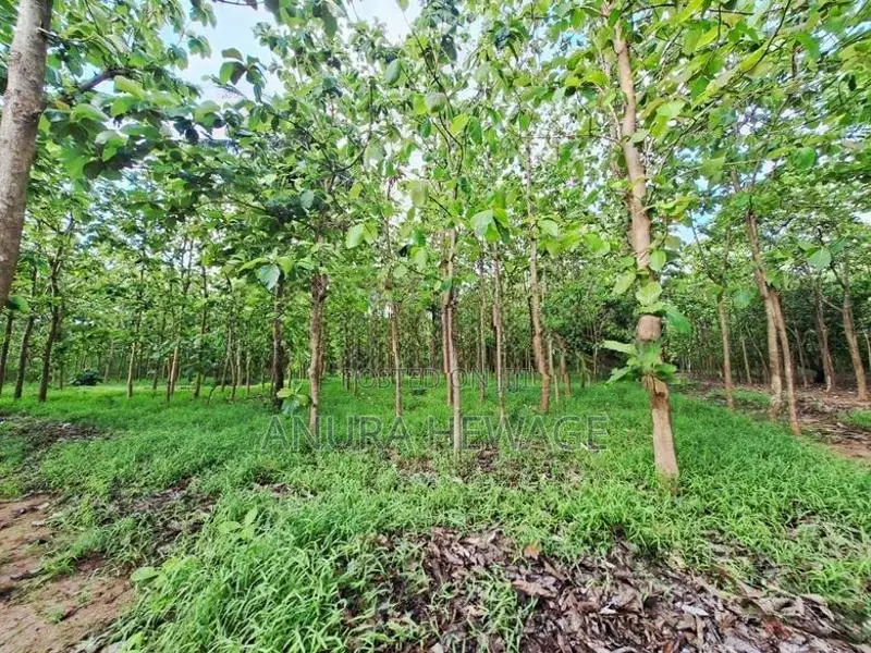 Coconut, Mango, Teak Cultivated Land for Sale Puttalam. (ID : PTLM001)