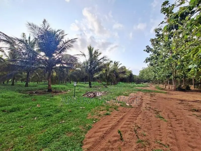 Coconut, Mango, Teak Cultivated Land for Sale Puttalam. (ID : PTLM001)