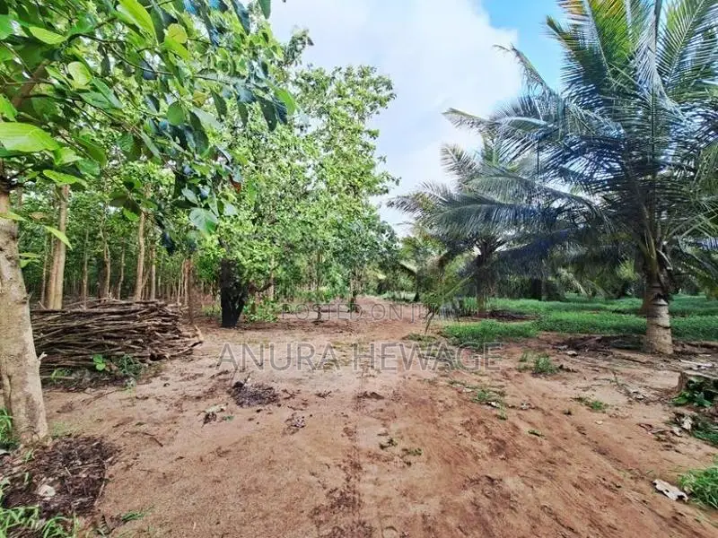 Coconut, Mango, Teak Cultivated Land for Sale Puttalam. (ID : PTLM001)