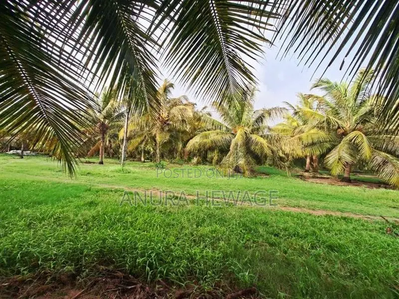 පොල්, අඹ සහ තේක්ක වගා කල ඉඩම්ක් පුත්තලමින් විකිණීමට ඇත. (ID : PTLM001S