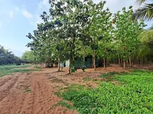 පොල්, අඹ සහ තේක්ක වගා කල ඉඩම්ක් පුත්තලමින් විකිණීමට ඇත. (ID : PTLM001S