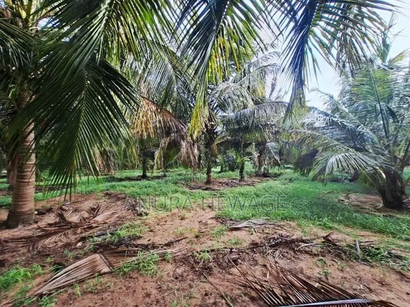 පොල්, අඹ සහ තේක්ක වගා කල ඉඩම්ක් පුත්තලමින් විකිණීමට ඇත. (ID : PTLM001S