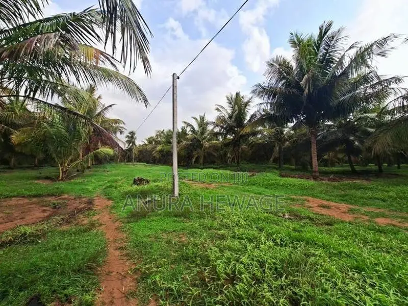 පොල්, අඹ සහ තේක්ක වගා කල ඉඩම්ක් පුත්තලමින් විකිණීමට ඇත. (ID : PTLM001S