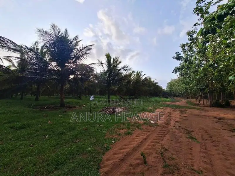 පොල්, අඹ සහ තේක්ක වගා කල ඉඩම්ක් පුත්තලමින් විකිණීමට ඇත. (ID : PTLM001S