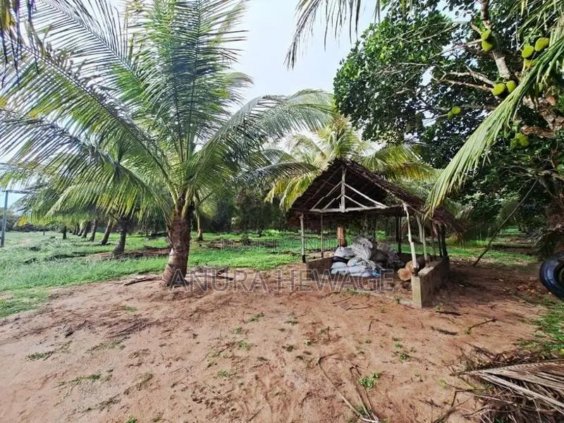 පොල්, අඹ සහ තේක්ක වගා කල ඉඩම්ක් පුත්තලමින් විකිණීමට ඇත. (ID : PTLM001S