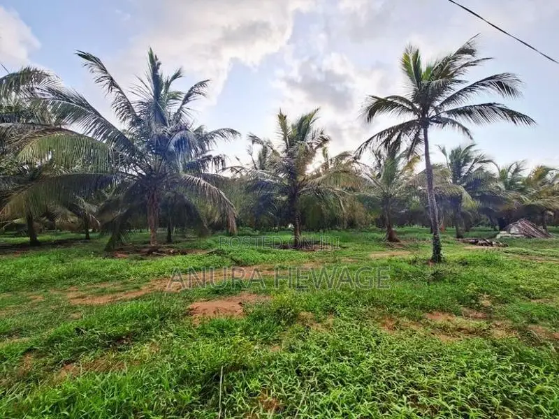 පොල්, අඹ සහ තේක්ක වගා කල ඉඩම්ක් පුත්තලමින් විකිණීමට ඇත. (ID : PTLM001S