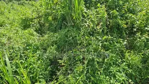 Land for Sale in Colombo-04
