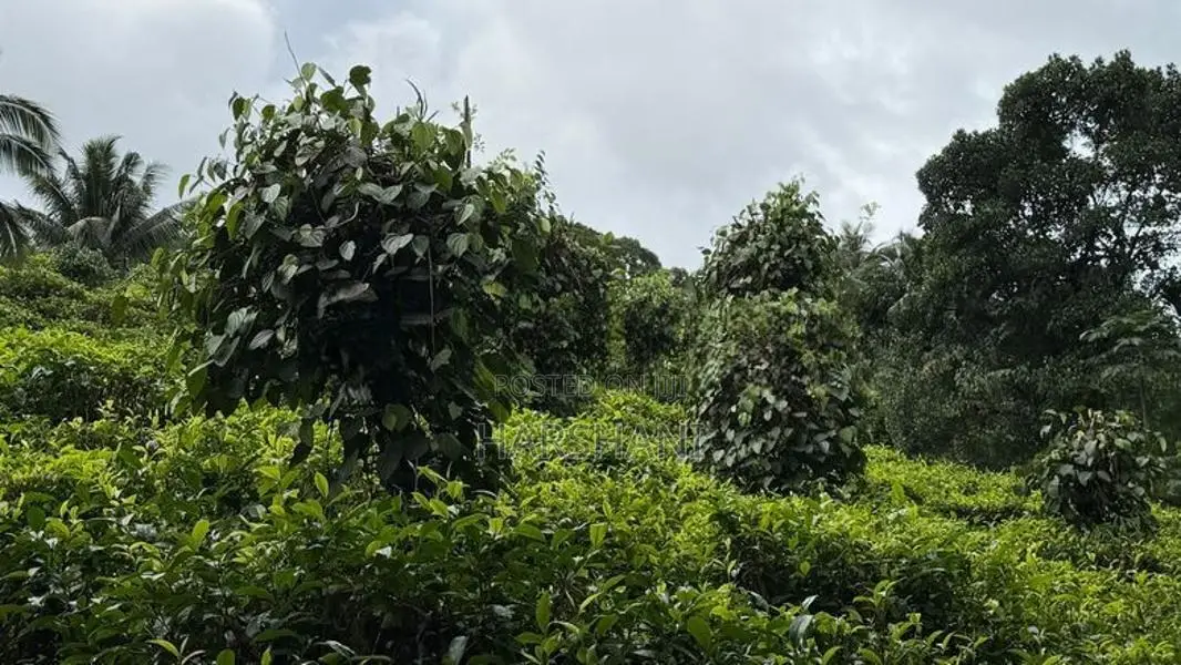 🌿 EXCLUSIVE ECO / AGRO TOURISM ESTATE FOR SALE–BULATHSINHALA