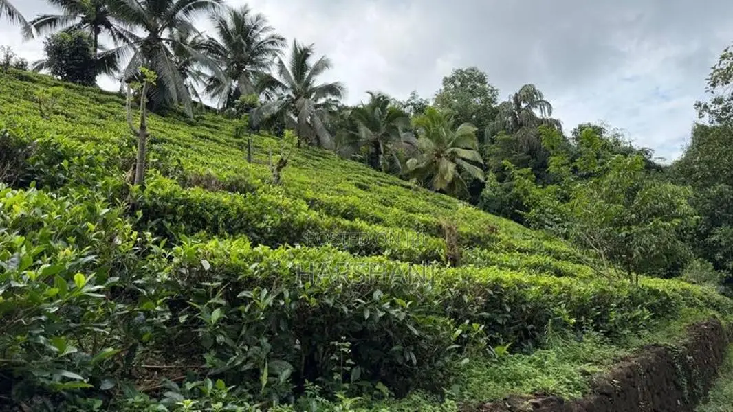 🌿 EXCLUSIVE ECO / AGRO TOURISM ESTATE FOR SALE–BULATHSINHALA