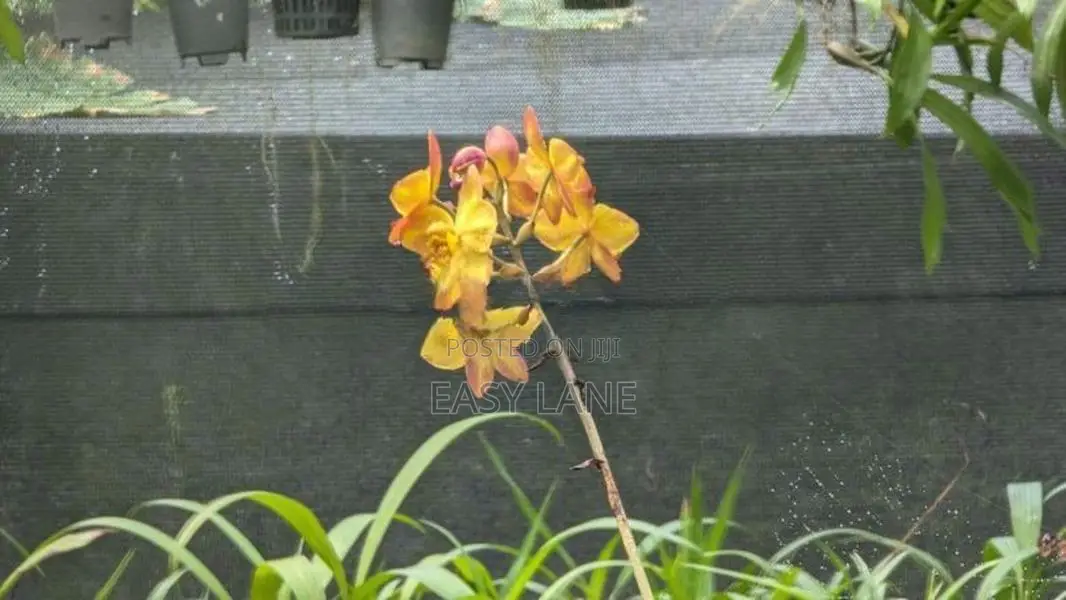 කොළඹ කඩුවෙල 17 බස් මාර්ගයට ලගින් කුඩා නිවසක් සහිත ඉඩම