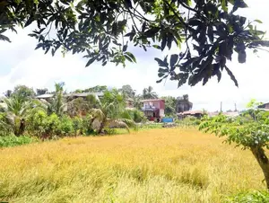 Land with House for Sale in Horana – Scenic Paddy Field Views