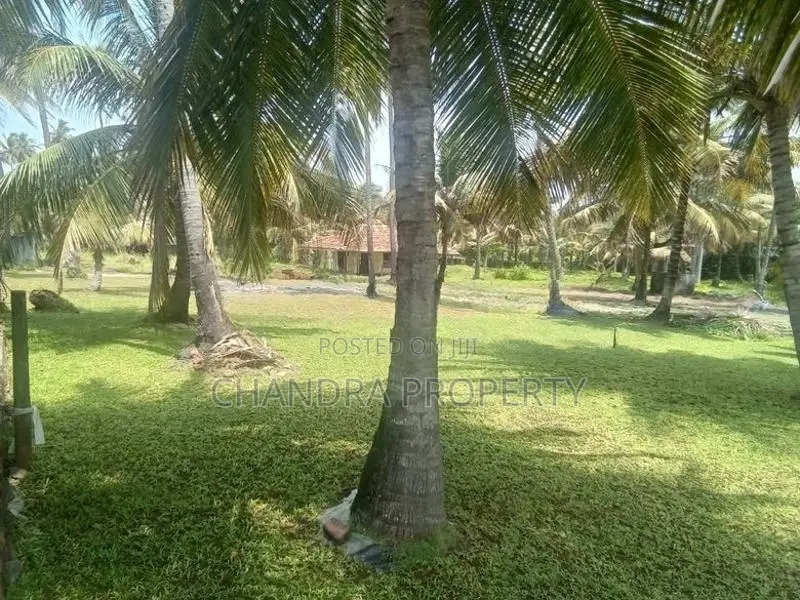 Coconut Land For Sale in Pamunugama