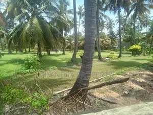 Coconut Land For Sale in Pamunugama