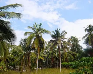 Prime Development Land for Sale in Yakkala Near Gampaha