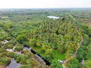 Large Coconut Land for Sale in Wattala
