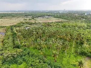 Large Coconut Land for Sale in Wattala