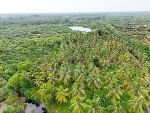 Large Coconut Land for Sale in Wattala