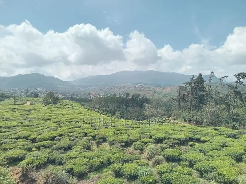 Land Nuwaraeliya