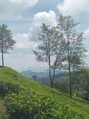 Nuwaraeliya Upper Glenloch campsite road