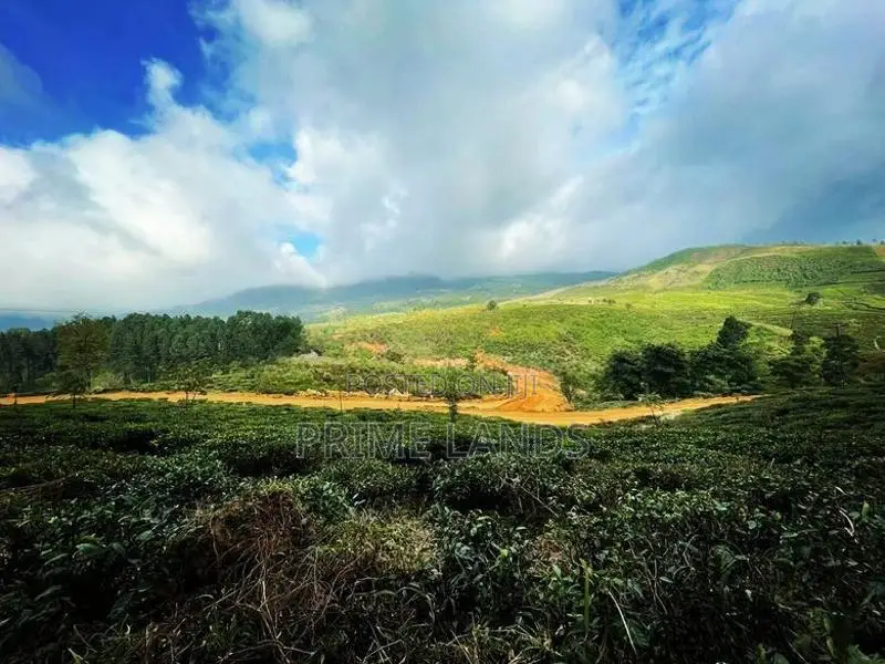 Nuwaraeliya Upper Glenloch campsite road