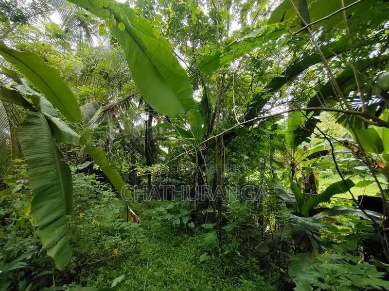 Paddy Field View Land for Sale Kadawatha
