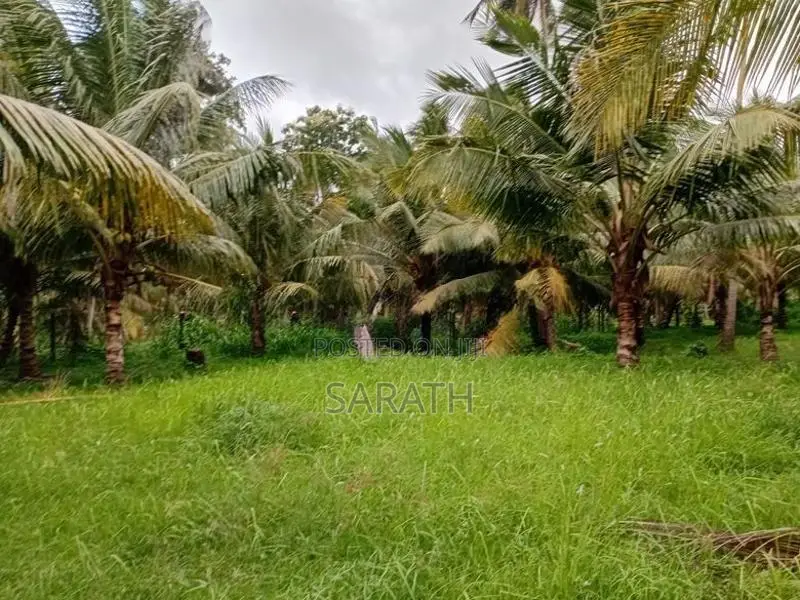 Coconut Land For Sale