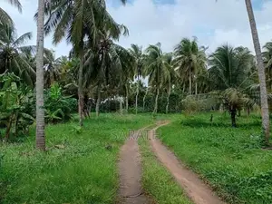Coconut Land For Sale