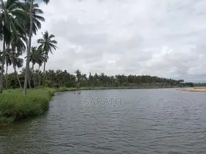 Coconut Land For Sale