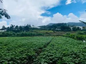 (AF994) 58 perches Land in Nuwara Eliya Hills